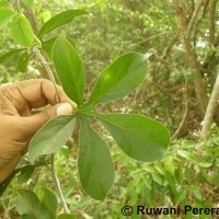 Adenia hondala (Gaertn.) W.J.de Wilde